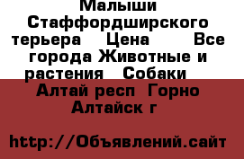 Малыши Стаффордширского терьера  › Цена ­ 1 - Все города Животные и растения » Собаки   . Алтай респ.,Горно-Алтайск г.